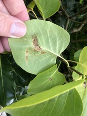 Gracillaria syringella