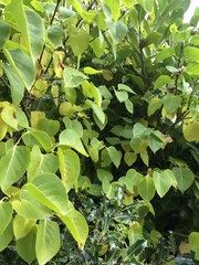 Gracillaria syringella