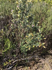 Podalyria myrtillifolia
