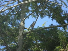 Turdus migratorius