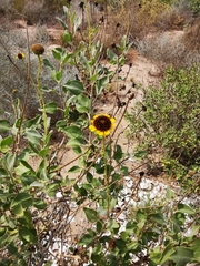 Encelia halimifolia
