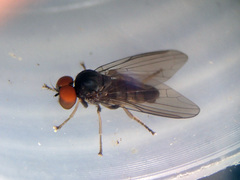 Protoclythia modesta