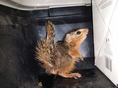 Notocitellus annulatus