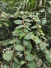 Actinidia eriantha