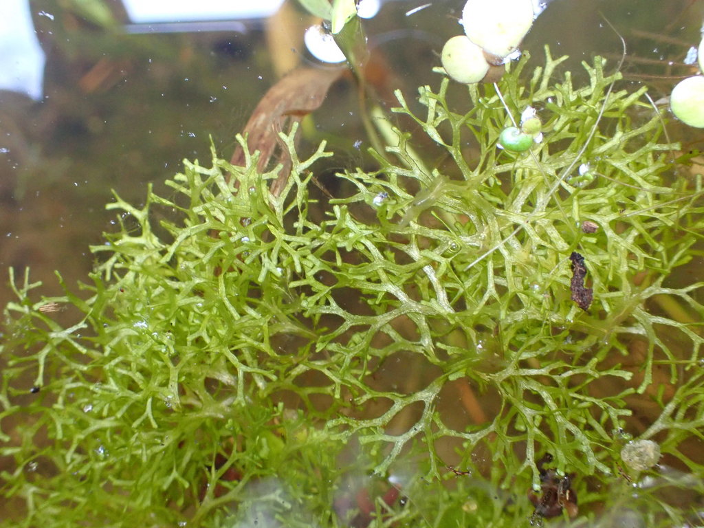 Riccie des flots / Crystalwort (Riccia fluitans)