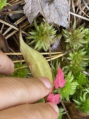 Platanthera blephariglottis