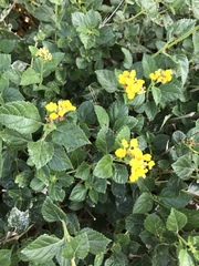 Lantana × hybrida