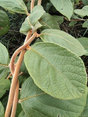 Actinidia eriantha