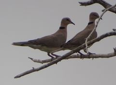 Streptopelia vinacea
