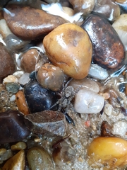 Arctosa maculata