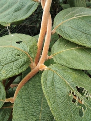 Actinidia eriantha