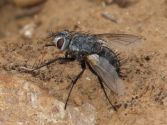 Rhamphina rectirostris