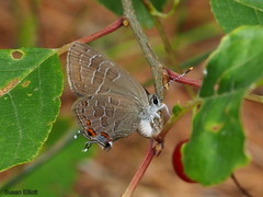 Satyrium liparops