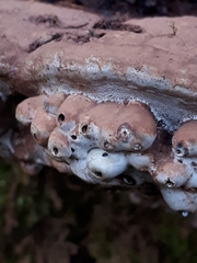 Agathomyia wankowiczii