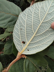 Actinidia eriantha