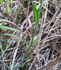 Pilosella novosibirskensis