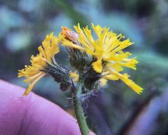 Pilosella novosibirskensis