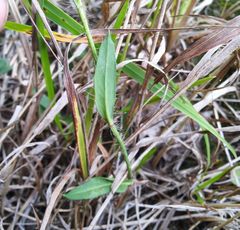 Pilosella novosibirskensis