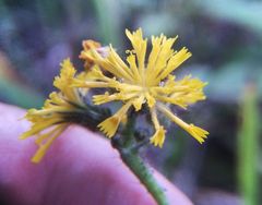 Pilosella novosibirskensis
