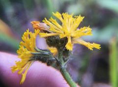 Pilosella novosibirskensis