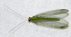 Chrysopa oculata
