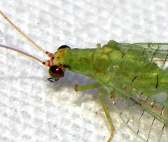 Chrysopa oculata