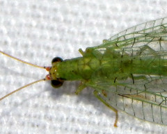 Chrysopa oculata