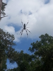Trichonephila clavipes image