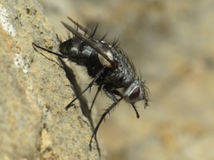 Rhamphina rectirostris