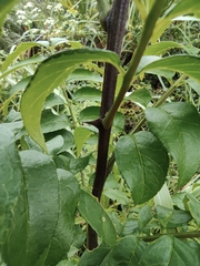Zanthoxylum bungeanum