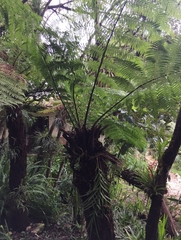 Cyathea fulva