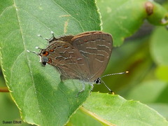 Satyrium liparops