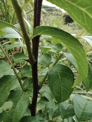 Zanthoxylum bungeanum