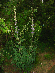 Delphinium exaltatum