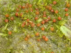 Ephemerum minutissimum