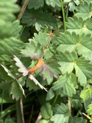 Phragmidium sanguisorbae