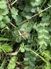 Phragmidium sanguisorbae