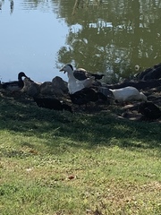 Anas platyrhynchos domesticus