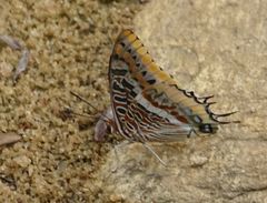 Charaxes epijasius