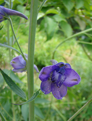 Delphinium exaltatum