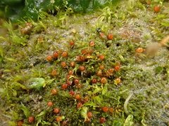 Ephemerum minutissimum