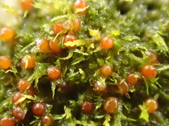 Ephemerum minutissimum