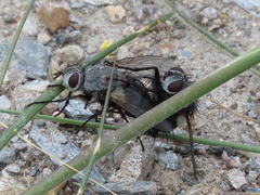 Rhamphina rectirostris