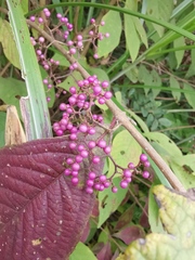 Callicarpa bodinieri