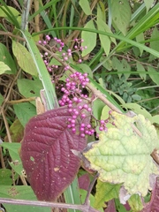 Callicarpa bodinieri