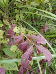 Callicarpa bodinieri