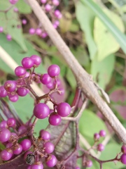 Callicarpa bodinieri