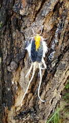 Cerogenes auricoma