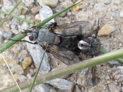 Rhamphina rectirostris