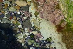 Carcinus maenas